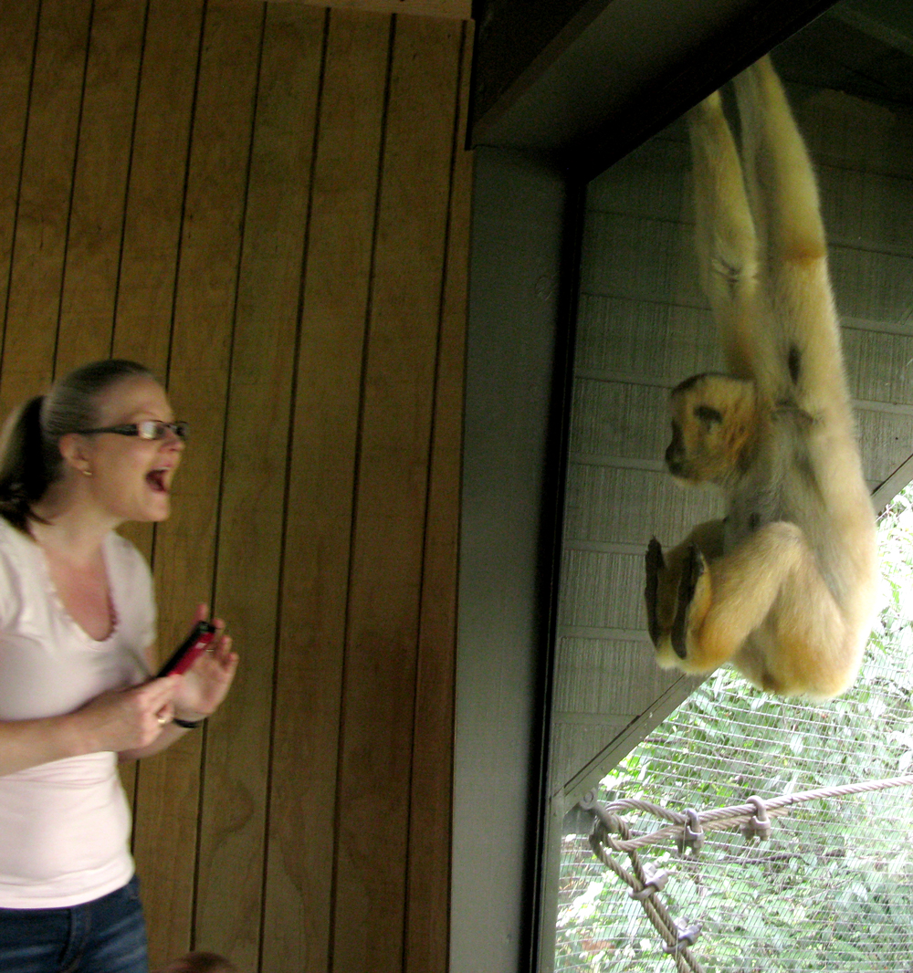white-cheeked gibbon