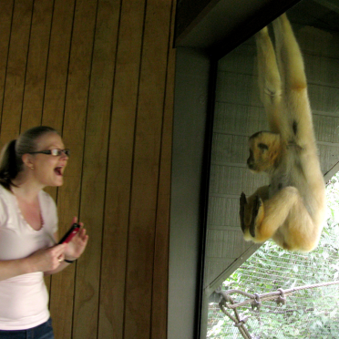 white-cheeked gibbon