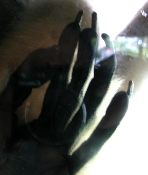 gibbon toes