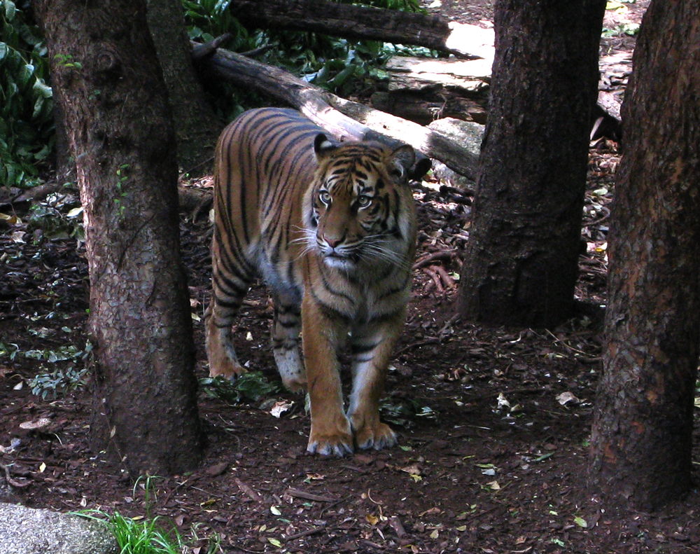 tiger