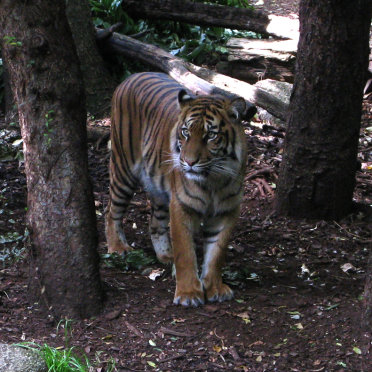 tiger