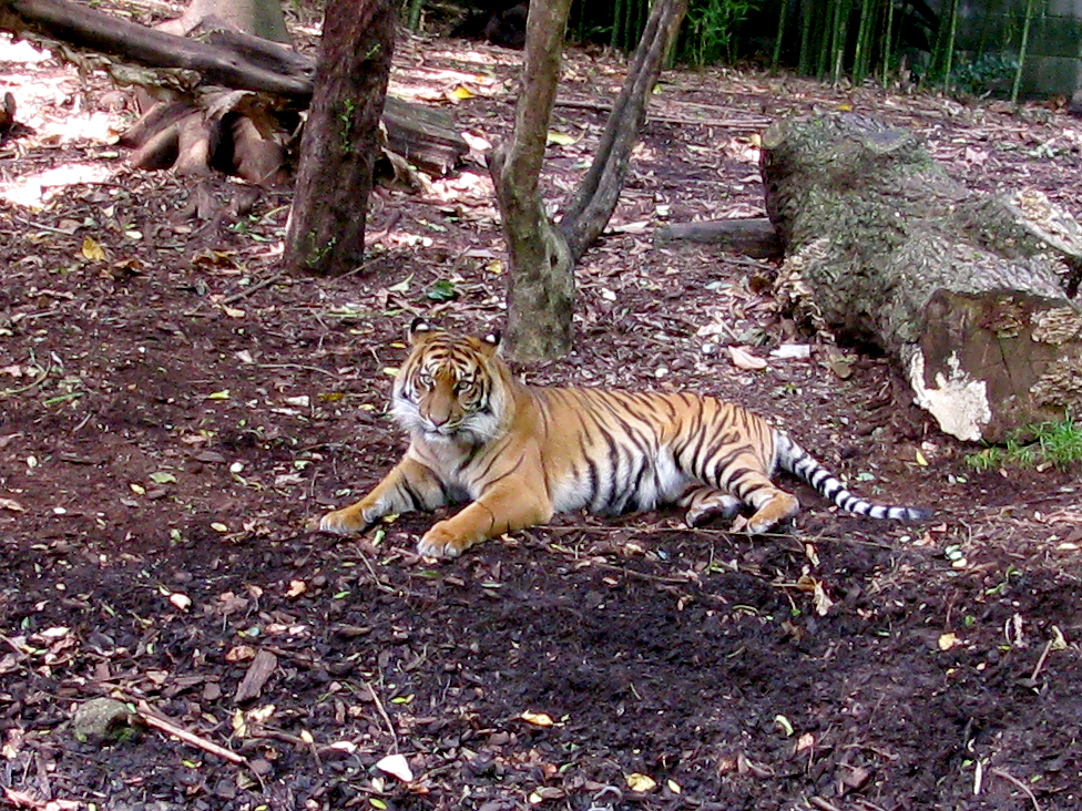 sumatran tiger