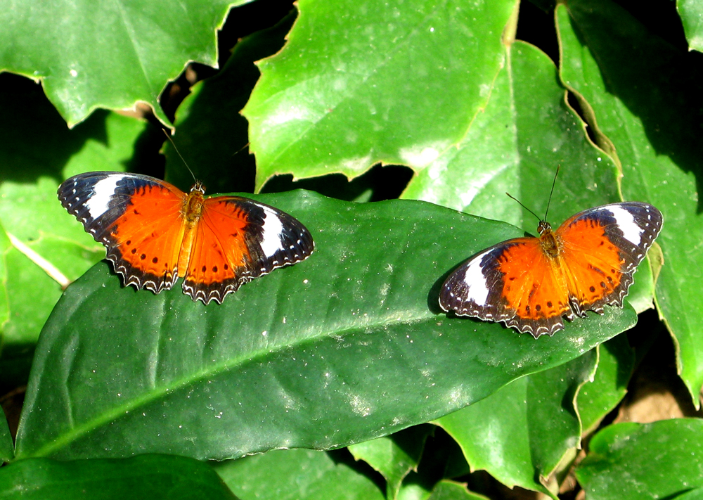 lepidoptera