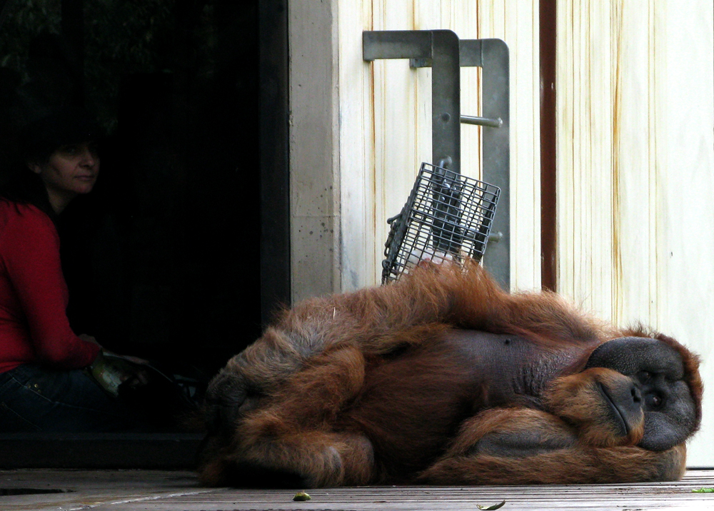 snoozing