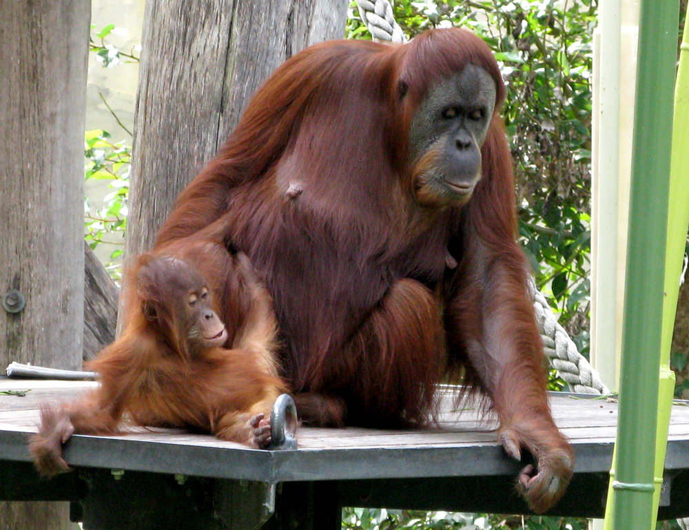 orang utan