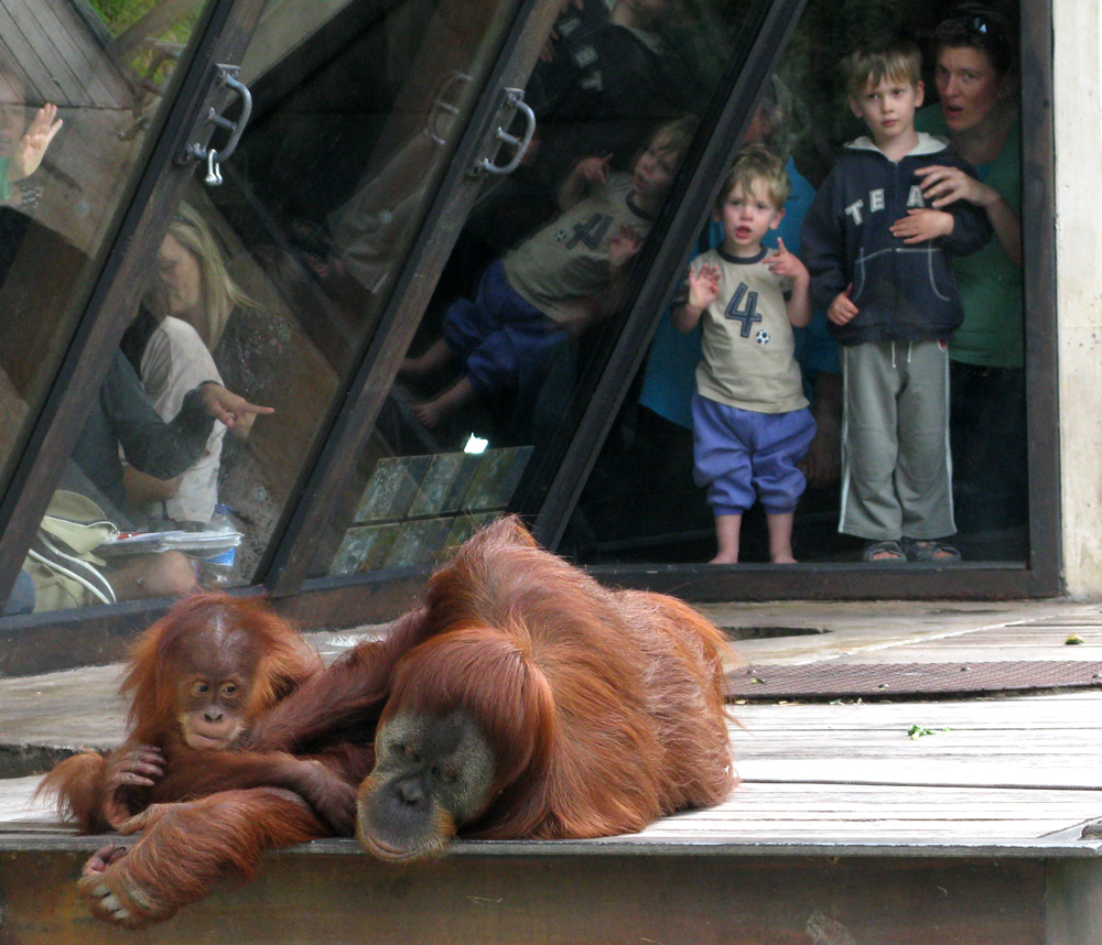 orang utan