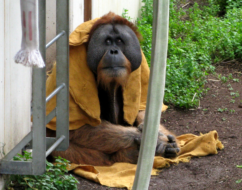 orang utan