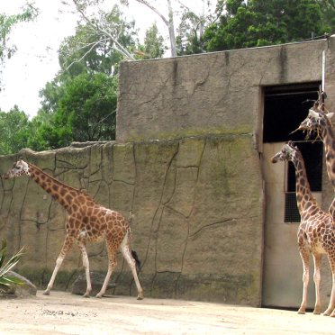 giraffes