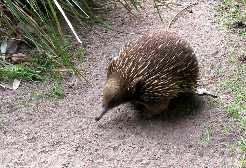 echidna