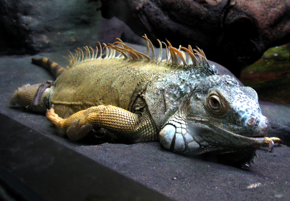 lizard