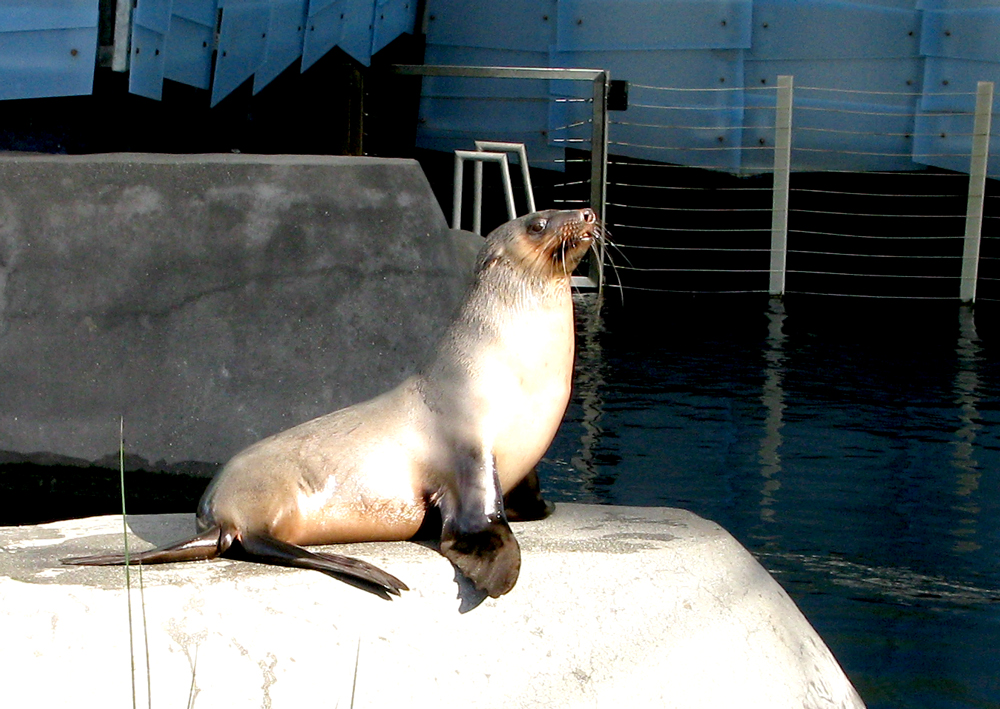 seal