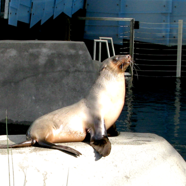 seal