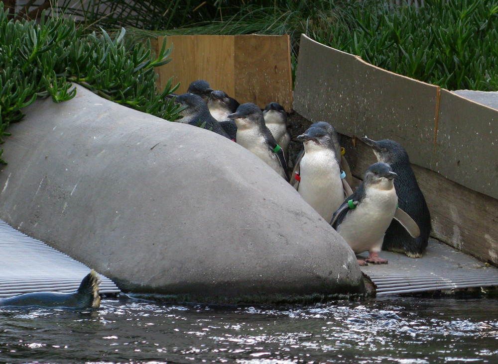 penguins!