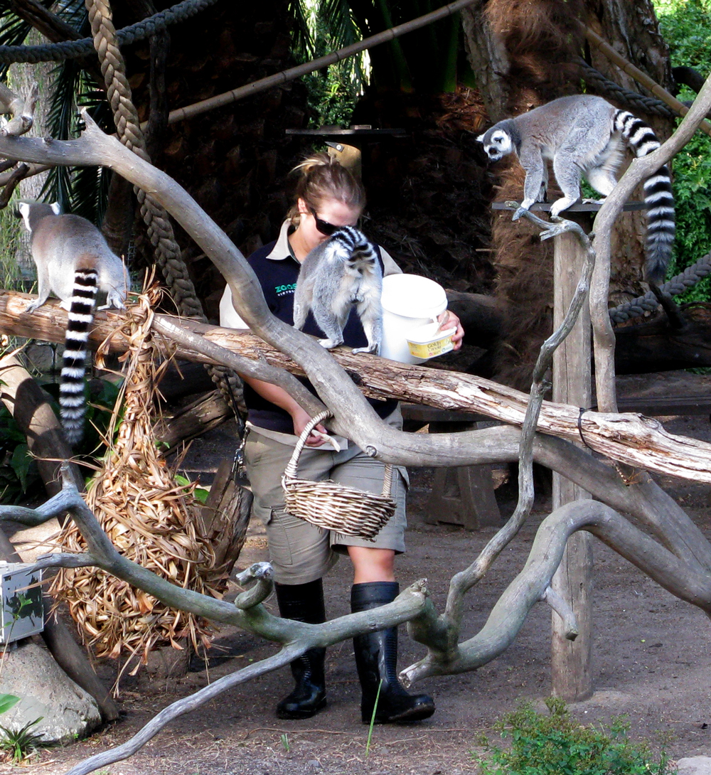 lemurs