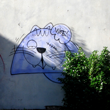 kitty again