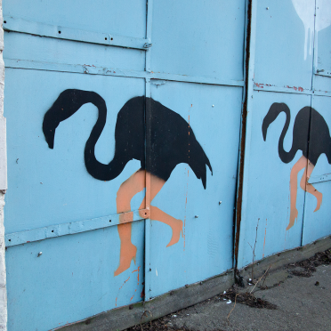 flamingos