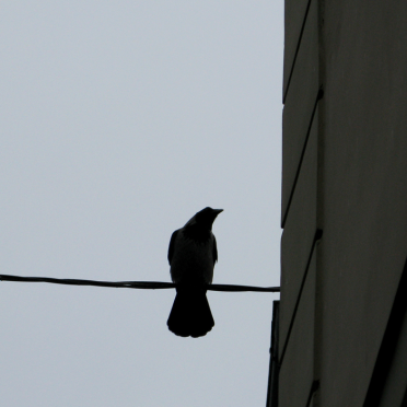 bird on a wire