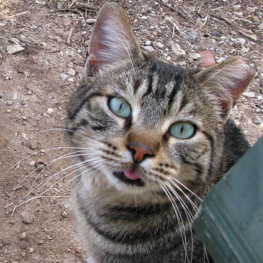 AUB kitty