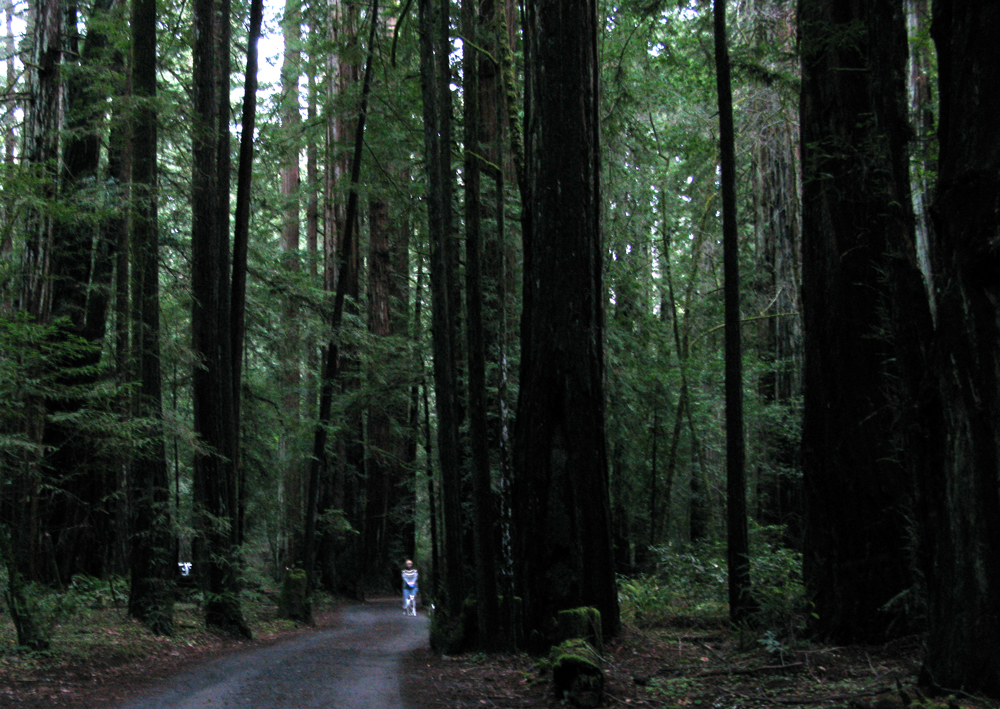 redwoods