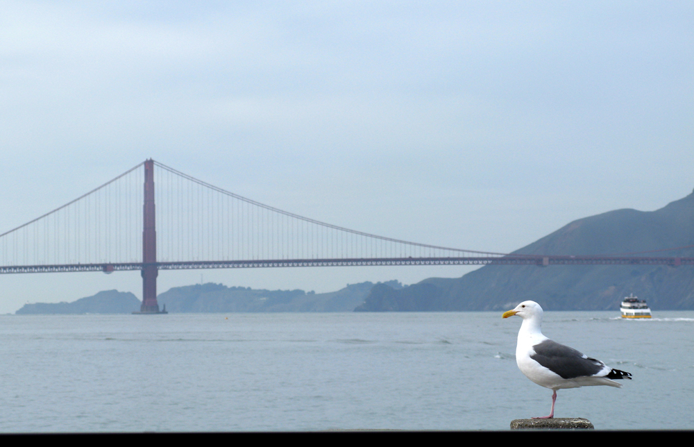 the bridge