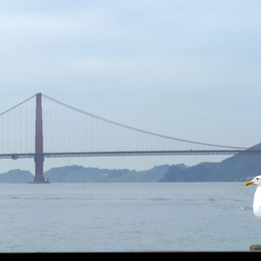 the bridge