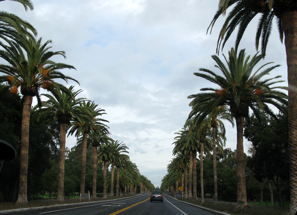 stanford