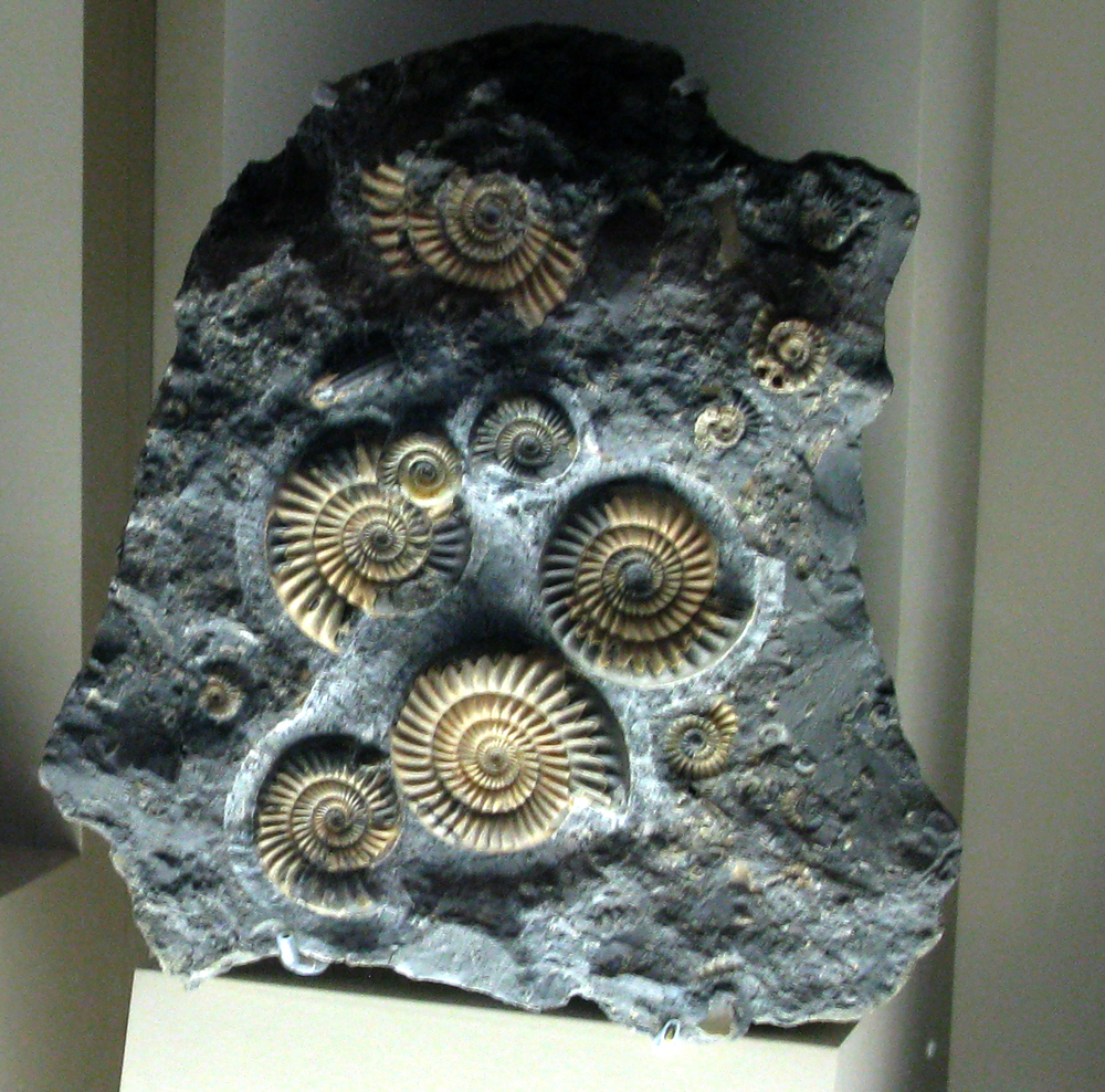 fossils