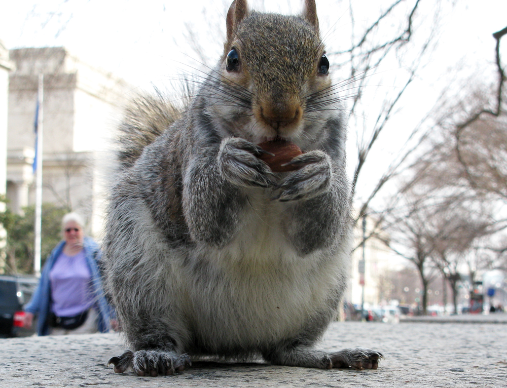 squirrel