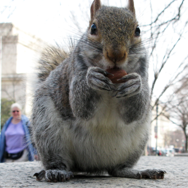 squirrel