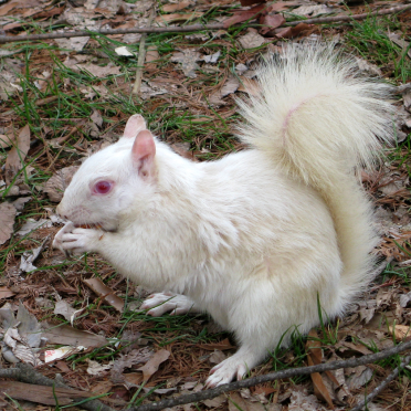 albino squirrel