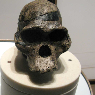 skull