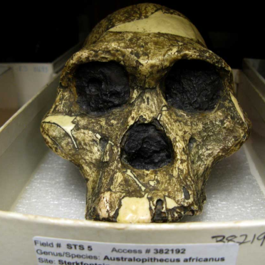 skulls