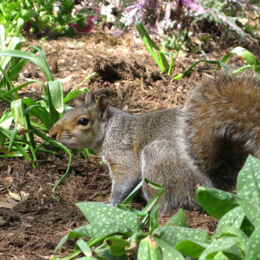 squirrel