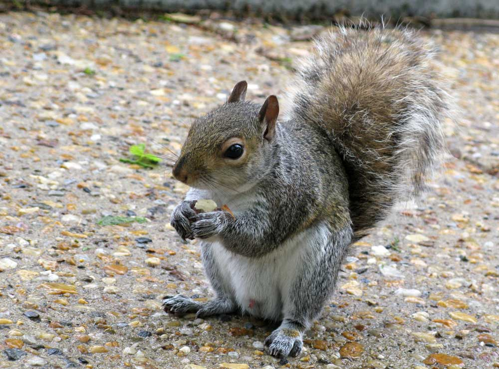 another squirrel!