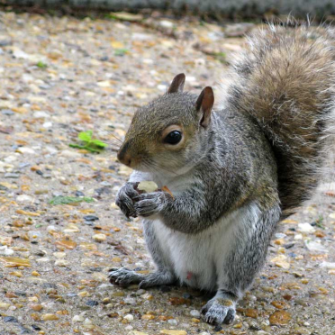another squirrel!