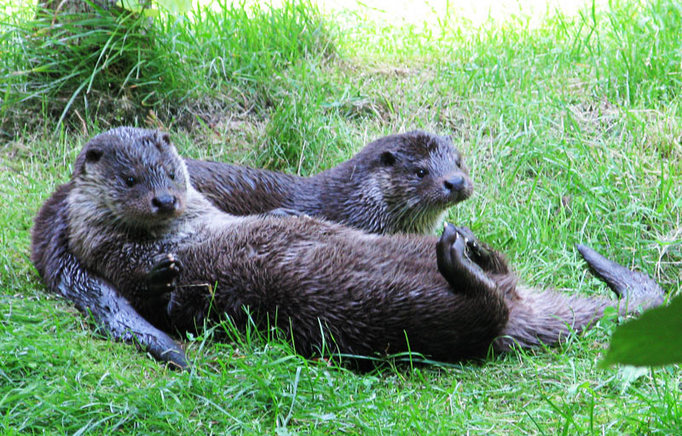 otters