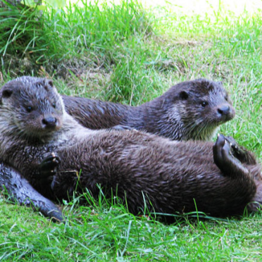 otters