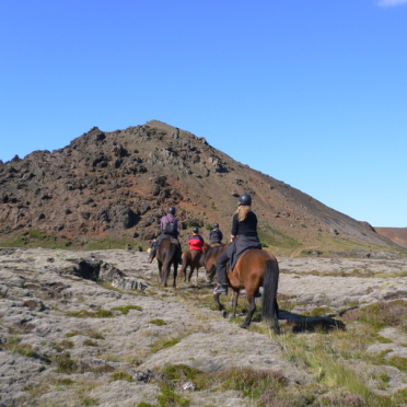 horses