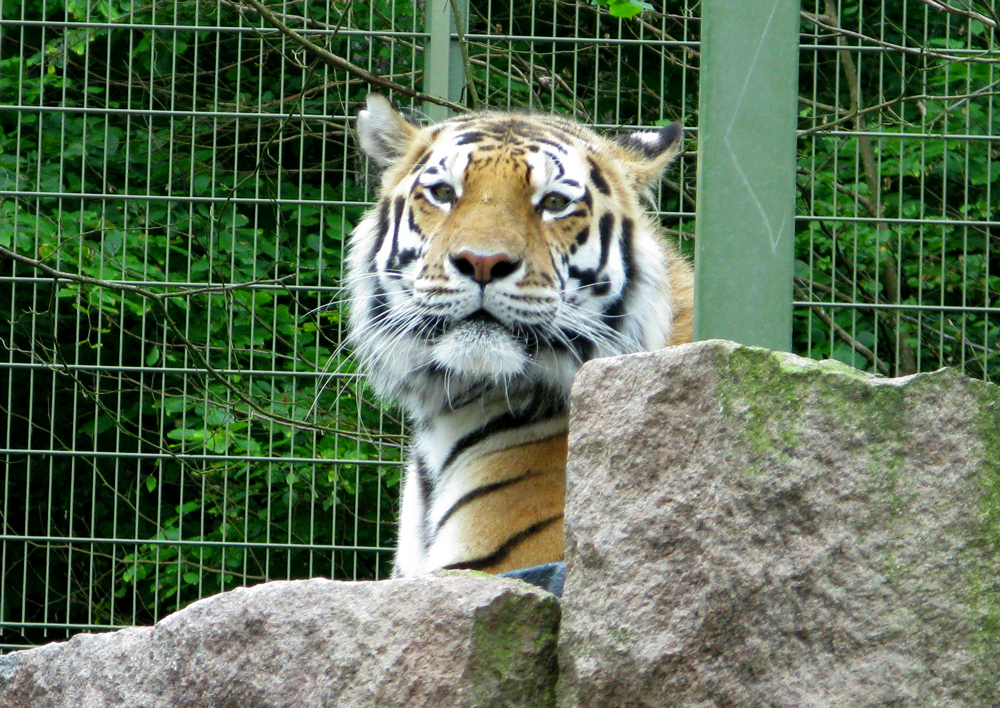 big kitty
