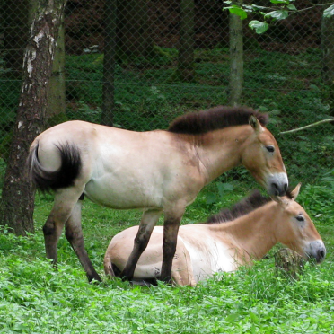 przewalski 