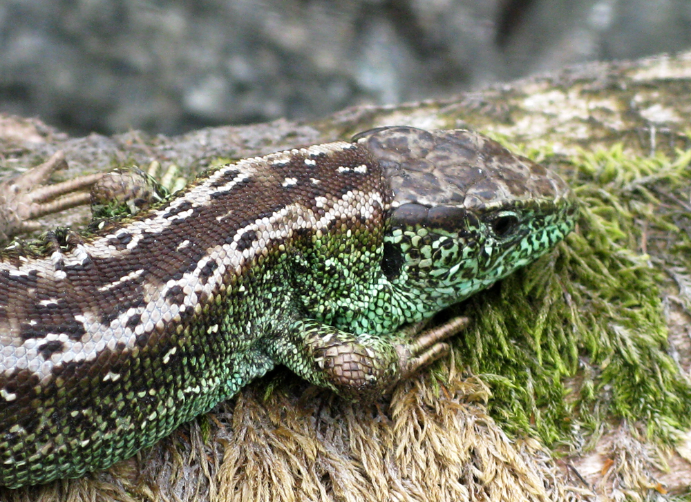 sand lizard