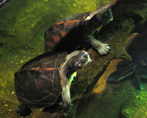 turtles  -