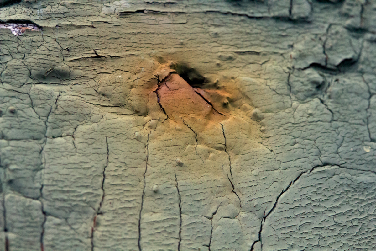eruption