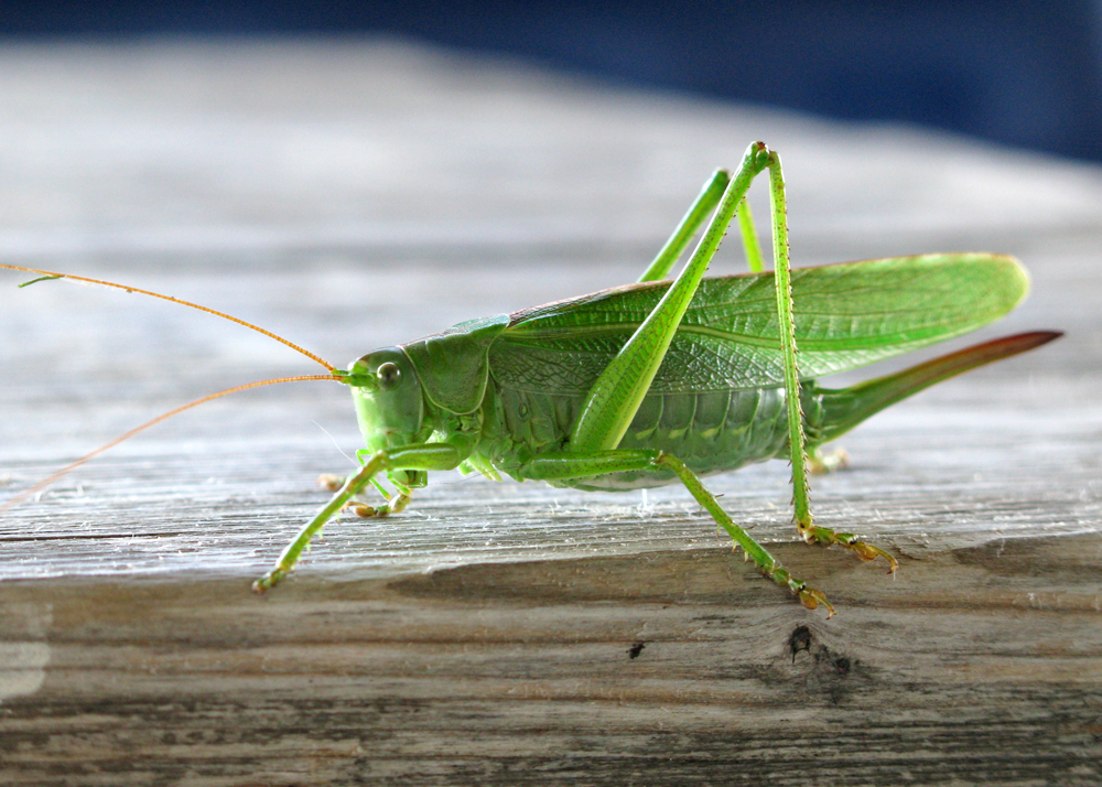 grasshopper