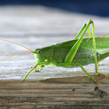 grasshopper