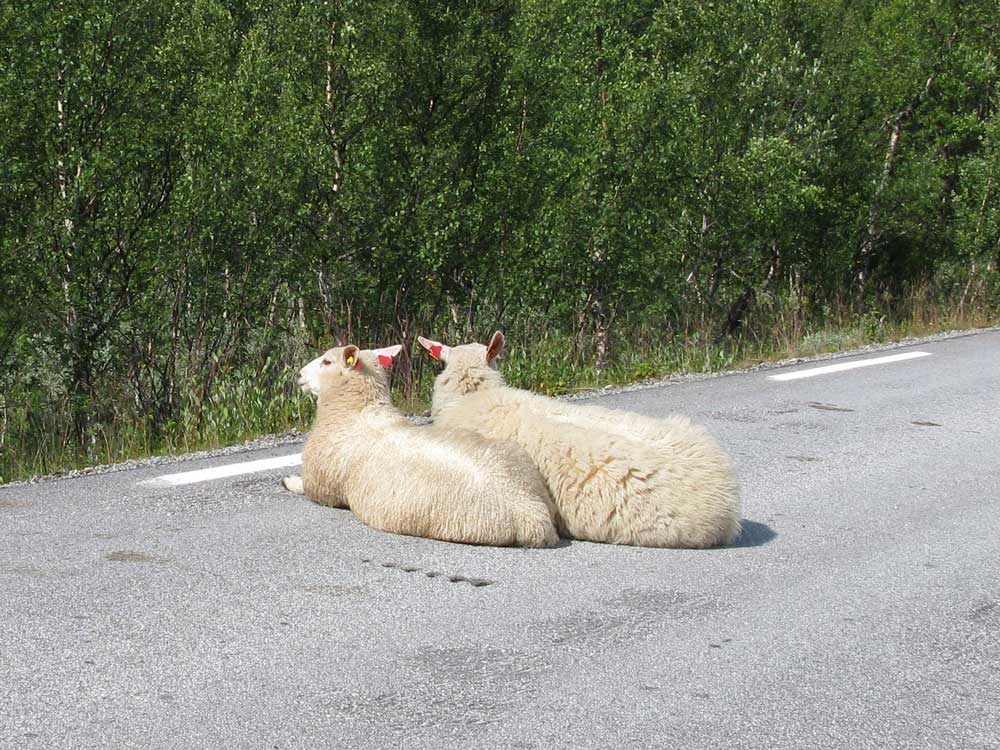 baaah