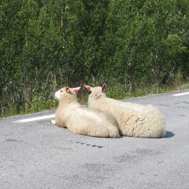 baaah