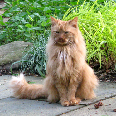 queen goldie