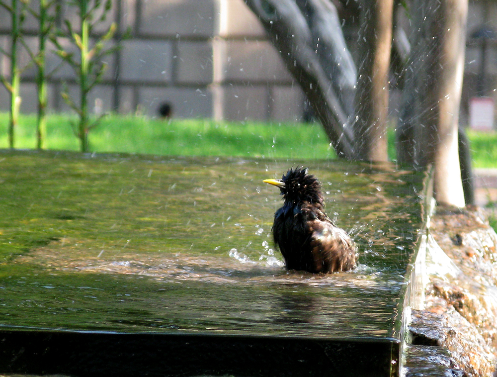 evening bath
