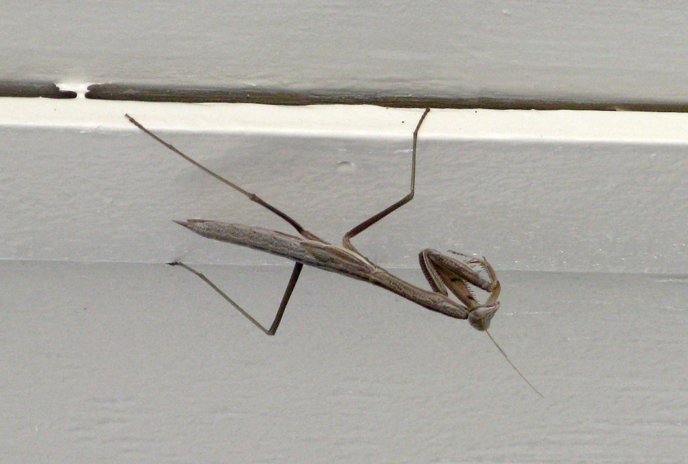 mantis